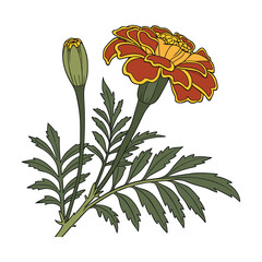 orange flower isolated on white background