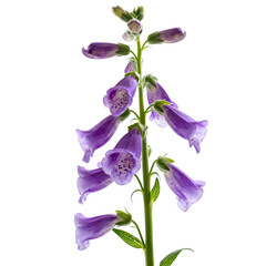 Fototapeta premium Elegant purple foxglove flower stalk. beautiful bellshaped digitalis plant for botany on transparency background