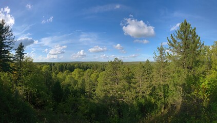 Fototapeta premium Wide view of a woodland filled with pine and fir trees alongside dense shrubs under a bright blue sky with clouds. Theme - summer scenery for decorative use.