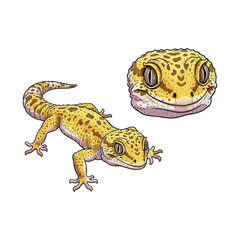 Gekko Lizard Fullbody and Close Up Cartoon Illustration