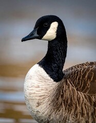 Close-up of a Canada goose in profile, featuring its black head, white cheeks, and patterned feathers