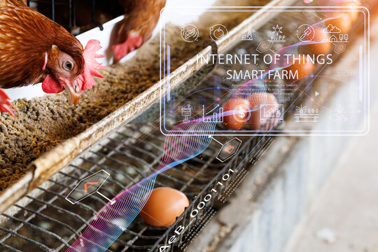From manual feeding by a farmer's hand to AI and data monitoring via a smart farm interface. This conceptual image shows the evolution of modern poultry farming and agri-tech.