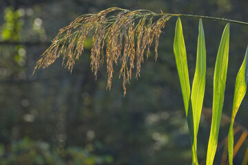 Single reed stalk, single reed stalk with green leaves, reed seeds, light background, Phragmites australis in backlight