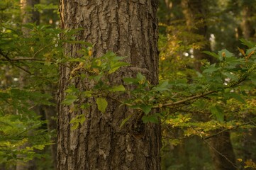 Obraz premium Leaves and Bark Texture