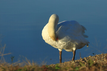 Swan on the lake, elegant big bird cleaning his feather
