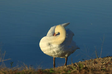 Swan on the lake, elegant big bird cleaning his feather