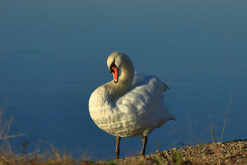 Swan on the lake, elegant big bird cleaning his feather