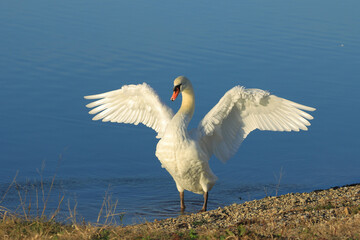 Swan on the lake, elegant big bird cleaning his feather