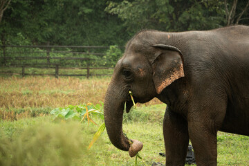 Close-up of an Asian elephant happily eating grass or leaves with its trunk in a natural green sanctuary or jungle environment