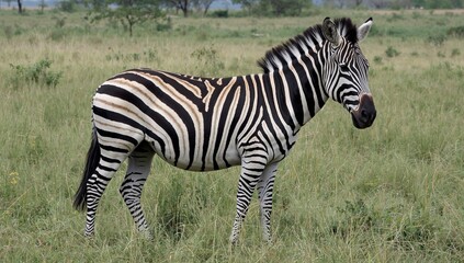 Naklejka premium The Most Widespread Plains Zebra Features Around Six Subspecies Found Throughout Southern and Eastern Regions of Africa, With Each Individual's Stripes Being Uniquely Distinct Like Fingerprints.