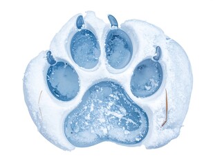 Close-up of a canine paw print pressed into the snow. Isolated. White backdrop