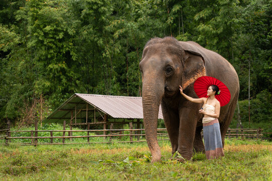 Beautiful Asian woman in traditional clothing holding a red paper umbrella, standing next to a magnificent elephant in a lush green natural setting in Southeast Asia - Powered by Adobe