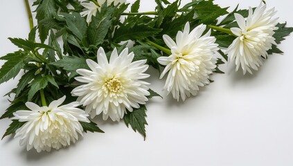 Obraz premium White chrysanthemum flowers and green leaves on a white backdrop, suitable for floral arrangement backgrounds