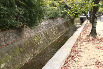落ち葉が浮いている秋の住宅街を流れる小川
