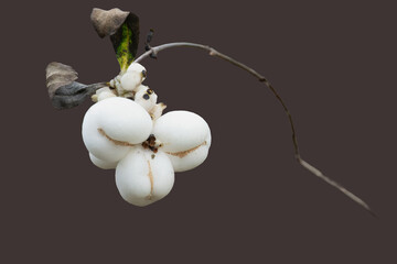 A cluster of white snowberries on a bare branch. 