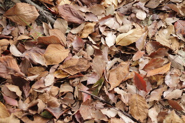 日本の秋の風景：道端の落葉