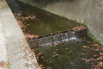 落ち葉が浮いている秋の住宅街を流れる小川