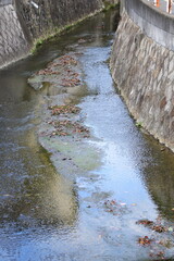 落ち葉が浮いている秋の住宅街を流れる小川