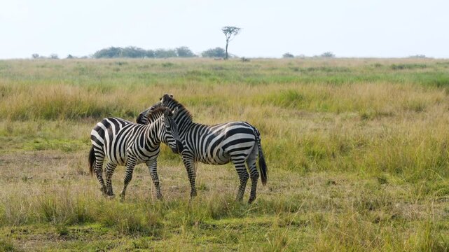 Two zebras communicate and interact playfully on the green savanna, one is braying and raising its foreleg towards the other in Maasai Mara National Reserve Kenya.