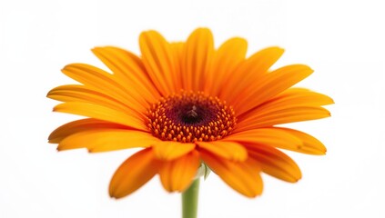 Colorful Gazania flower, vibrant petals against a white backdrop, suitable for editorial use