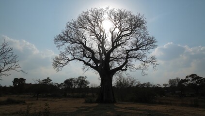Journey through the shadowy forest under the glowing sky