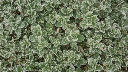 Morning frost blankets the vibrant green foliage. Early autumn, initial freeze. Background, texture, nature, plant, spring, grass, leaf, forest, white