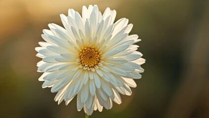 Large-flowered chrysanthemum, vibrant floral display, suitable for decorative arrangements