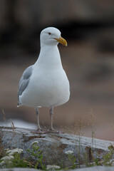 Herring Gull close-up portrait at Acadia National Park
