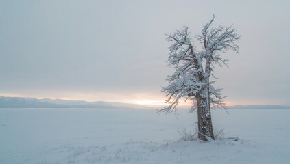 Solitary tree amidst a snowy landscape, resilience in winter's chill