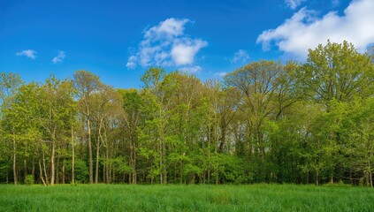 Fototapeta premium Lush Green Forest with Dense Tree Coverage, Preservation