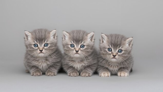 Three blue British kittens aged three months sitting in a row against a gray backdrop, playful interaction
