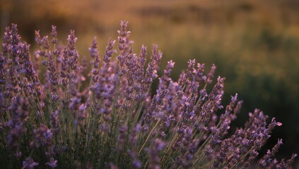 Fototapeta premium Lavender Flowers Up Close During Sunset, Seasonal Change