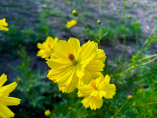 Fototapeta premium Radiant yellow cosmos flowers blooming joyfully in a lush green garden landscape