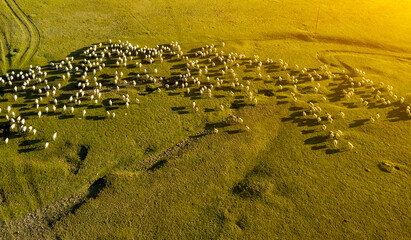 Flocks of sheep grazing on the grassland