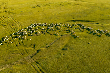 Flocks of sheep grazing on the grassland