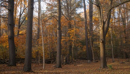Fototapeta premium Autumn park featuring vibrant trees, seasonal change