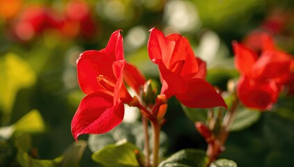 Close-up of vibrant red begonia blooms in a summer garden, showcasing seasonal beauty