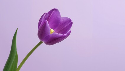 Obraz premium Bright violet tulip flower on a lilac backdrop, ideal for floral design applications, spring