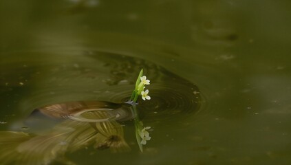 Mare's-tail, an aquatic plant thriving in shallow water ponds, characterized by its green flowers and rhizome spread, seasonal change