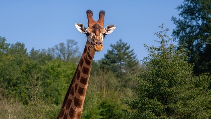 Fototapeta premium Giraffe in a zoo environment, showcasing natural growth and features, adding insight into urban wildlife preservation