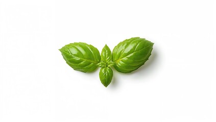 Fototapeta premium Fresh basil leaves on a white background, culinary herb use