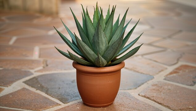 Agave victoria reginae, potted plant situated on a stone floor, promoting indoor gardening practices
