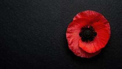 The remembrance poppy, a symbol of sacrifice, suitable for Memorial Day and similar observances