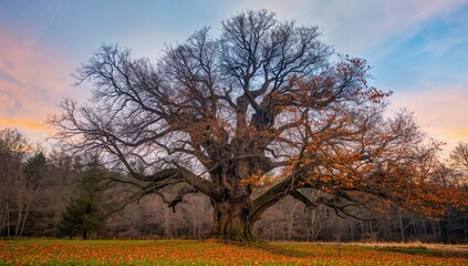 Obraz premium Large chestnut tree silhouette against a winter sky, highlighting seasonal change