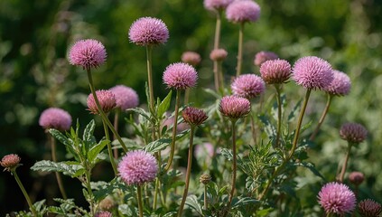 Obraz premium Pink globe amaranth flowers flourishing in a garden, showcasing a fiber-dense choice