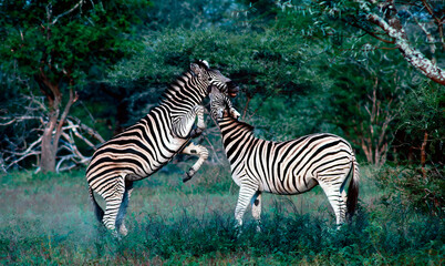 zebras in the wild