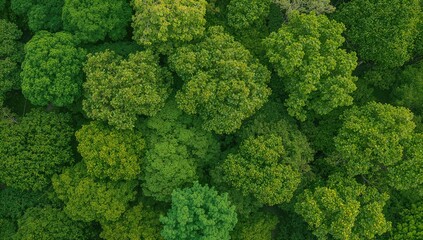 Fototapeta premium Lush green trees standing alone against a white backdrop. Summer woodland with trimmed trail and transparent alpha layer, high quality image.