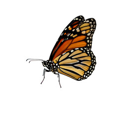 Detailed monarch butterfly wings with intricate patterns isolated on transparent background