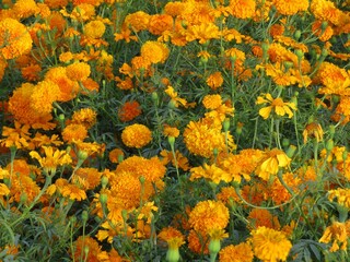 the colorful orange field of traditional mexican day of the dead flower - cempasuchil-marigold in Mexico