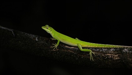 Fototapeta premium Green Basilisk Lizard, notable for its unique water-running ability, rainforest habitat, seasonally active creature